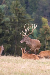 Red Deer buck standing on a meadow in autumn. Accompanied by some females. Trees in background