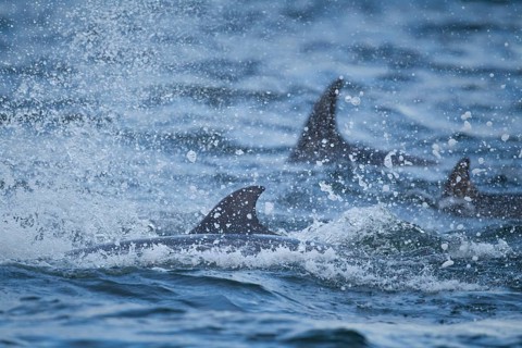 Common bottlenose dolphin (Tursiops truncatus) three adult marine mammals on the surface of the