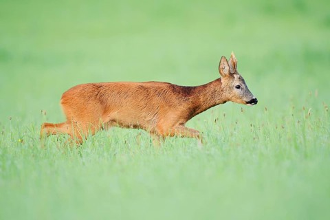 European roe deer (Capreolus capreolus), a roebuck in a meadow, North Rhine-Westphalia, Germany