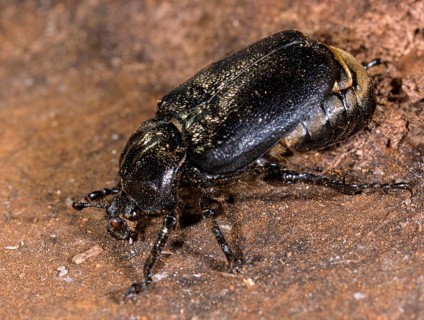 Hermit, Hermit Beetle, Juchten Beetle, Osmoderma Eremita, Beetle, Coleoptera, FFH, Insects, Beetles