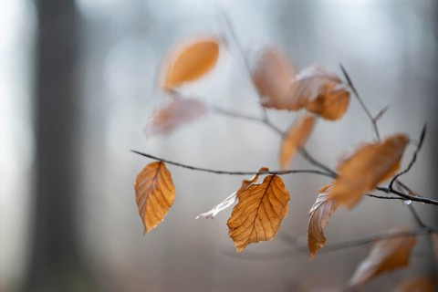 European beech (Fagus sylvatica), discoloured leaves and branches, shallow depth of field, Hainich