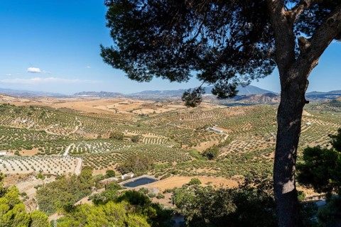 View from the village of Alozaina over the monocultures in the fields with olive trees, Sierra de