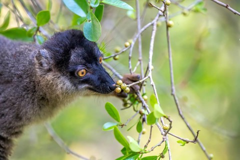 Common brown lemur (Eulemur fulvus), sniffing fruit, Andasibe, Alaotra-Mangoro, Madagascar