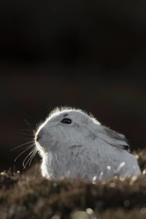 Close up of mountain hare (Lepus timidus), Alpine hare, snow hare in white winter pelage resting in