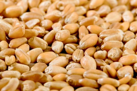 Grain kernels made from wheat. Close-ups made in studio, Austria