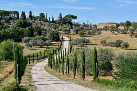 Cypress avenue near Palazzo Massaini, near Pienza, Val d'Orcia, Orcia Valley, Tuscany, Italy