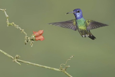 Golden-tailed Sapphire (Chrysuronia oenone), Ecuador