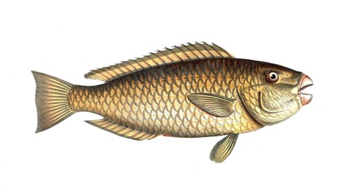 Fish, Fische, Scarus viridis, der grüne Papageifisch, the green Parrot-fish, Historic, digitally