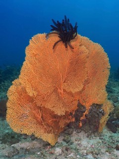 A large, orange giant fan coral (Annella mollis) rises up from the clear ocean waters at the Spice