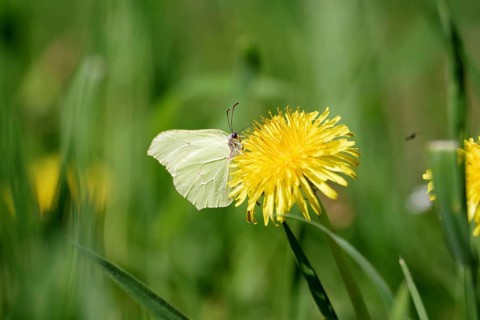 Lemon butterfly (Gonepteryx rhamni), dandelion, yellow, nectar