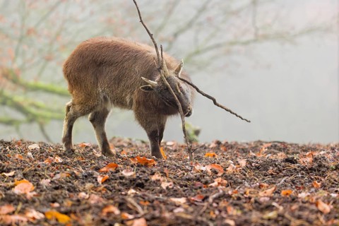 A Himalayan Tahr (Hemitragus jemlahicus) stands in the forest on a foggy day, playing with a stick