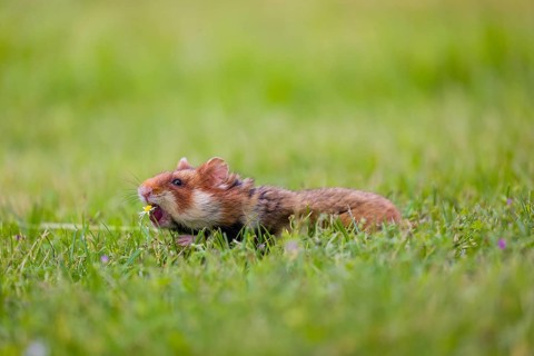 A European hamster (Cricetus cricetus), Eurasian hamster, black-bellied hamster or common hamster,