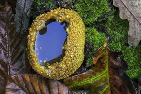 Common earthball, pigskin poison puffball (Scleroderma citrinum), common earth ball burst open en