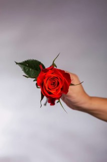 A close up image of a hand delicately holding a vibrant red rose, highlighting its lush petals and