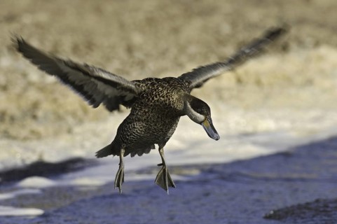 Silver Teal (Spatula versicolor), Falkland Islands
