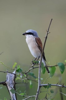 Red-backed Shrike (Lanius collurio), adult, male, perch, migratory bird, in winter, Pilanesberg
