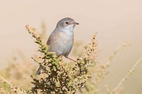 Spectacled warbler, S (ylvia conspicillata), animals, birds, perching, songbird, warbler family,