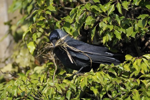 Dohle (Corvus monedula), Jackdaw, Altvogel mit Nistmaterial beim Nestbau, April, Borken,