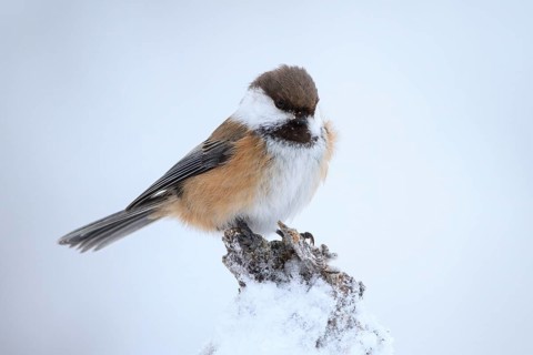Grey-headed Chickadee (Poecile cinctus), Finland