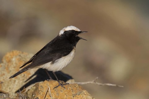 Cyprus Wheatear (Oenanthe cypriaca) male singing, Cyprus