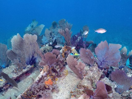 Underwater scene with live corals and fish school on a shipwreck, Hannah M. Bell wreck dive site,