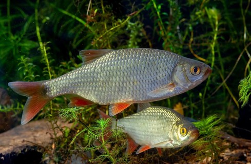 Red lead, rudd, rubella, scardinius erythrophthalmus, fake roach, fish, fishes, pisces