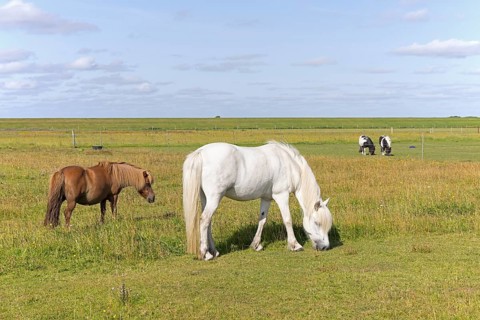 Horses in a pasture, Langeoog, East Frisia, Lower Saxony, Germany