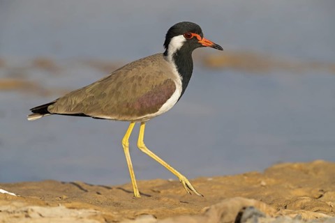 Red lapwing, (Hoplopterus indicus), (Vanellus indicus), animals, birds, waders, plover family, Al