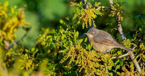 White-bearded warbler, warbler, (Sylvia cantillans), perch, biotope, bearded warbler, songbird,