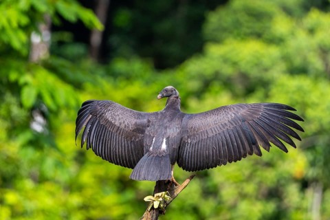 King vulture (Sarcoramphus papa), chicken, vulture birds (Aegypiinae), Laguna del Lagarto Lodge,