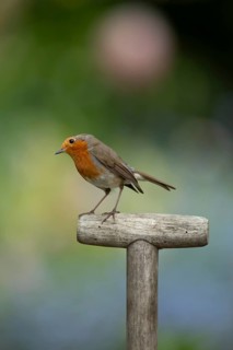 European robin (Erithacus rubecula) adult garden bird on a fork handle, England, United Kingdom