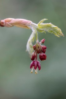 Aconite-leaved maple (Acer japonicum Aconitifolium), budding and flowering, Emsland, Lower Saxony,