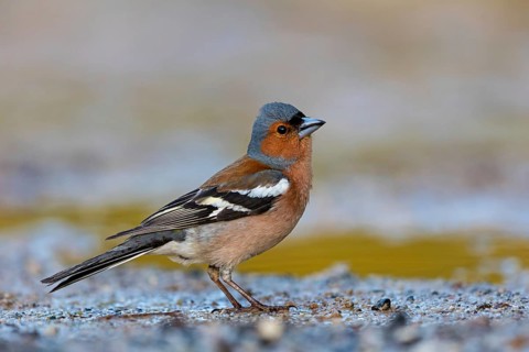 Chaffinch, (Fringilla coelebs), foraging, biotope, Wadi Darbat, Salalah, Greece, Oman