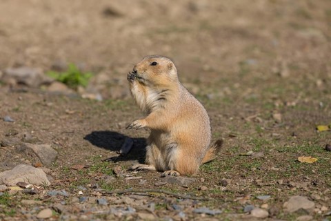 One black-tailed prairie dog sitting on sandy terrain, searching for food on a bright sunny day