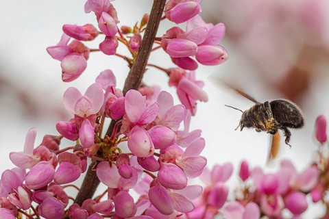 A bumblebee hovers near bright pink petals, collecting pollen in a vivid showcase of nature's
