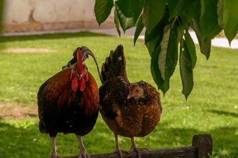 Schloss Hof, Baroque Garden, Baroque Manor, Animal Park, Chickens, Marchfeld, Lower Austria