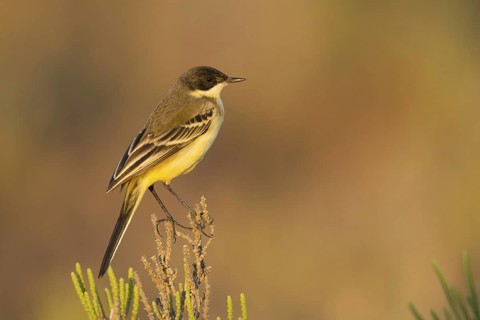 Western Yellow Wagtail (Motacilla flava feldegg), Cyprus