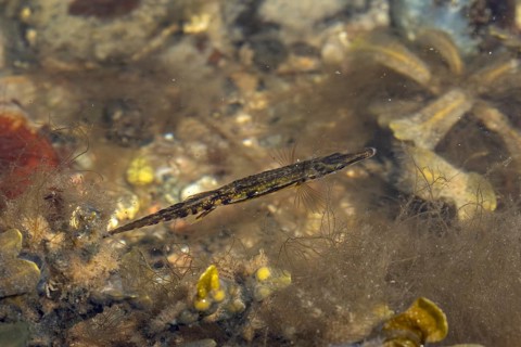 A sea stickleback (Spinachia spinachia) searches for prey between brown algae and seaweed near the