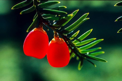 Yew, yew family, taxaceae, taxus baccata, flora, fruit, plants, plants, yew