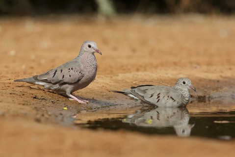 Common Ground Dove (Columbina passerina) pair, Texas, USA