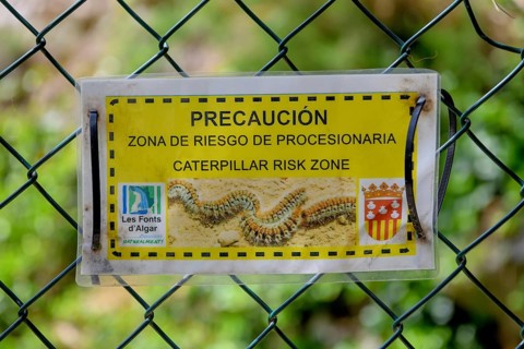 Sign Caution pine processionary (Thaumetopoea pityocampa), Fuentes del Algar or Fonts de lAlgar,