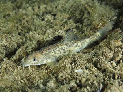 A gudgeon (Gobio gobio) lies on the sandy bottom of a body of water, surrounded by natural habitat.