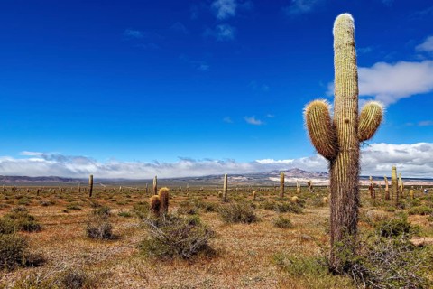 Large cactus in an extensive desert landscape under a blue sky with loose clouds, The landscape of