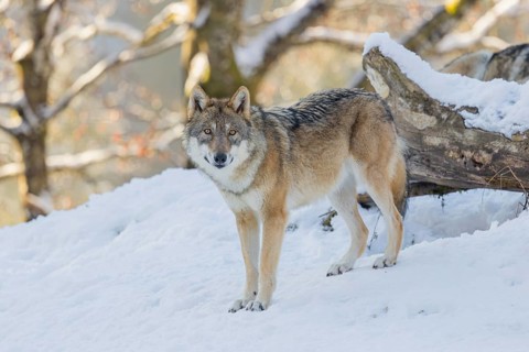 An adult female grey wolf (Canis lupus lupus) stands on a sloping, snow-covered meadow at the edge