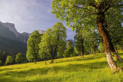 Sycamore maple trees, Acer pseudoplatanus, in summertime. Mountains in the background. Nature