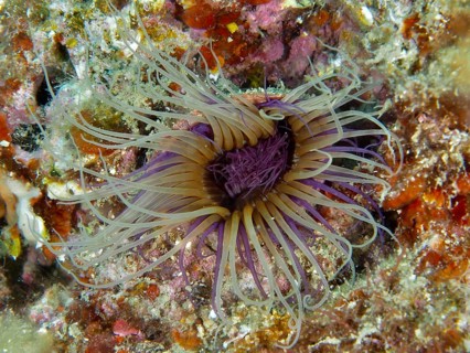 A colourful cylinder anemone (Cerianthus membranaceus) with long tentacles on a rocky seabed, dive