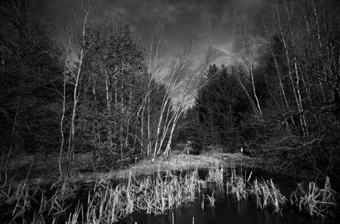 Wetland, birch trees, reeds, black and white, nature reserve Weiherwiesen, Essingen, Swabian Alb,