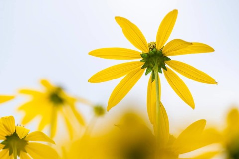 Rudbeckia fulgida (Rudbeckia fulgida), macro photograph of a yellow flower against a bright summer