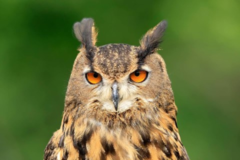 Eurasian Eagle-owl (Bubo bubo), adult, portrait, alert, in summer, wisdom, Šumava, Czech Republic