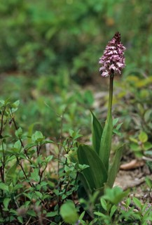 Lady Orchid, Orchids, Orchid Family, Orchis Purpurea, Purple Orchid, Flora, High Size, Portrait,